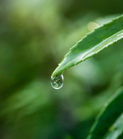 closeup-water-drop-leafs_53876-32040 closeup-water-drop-leafs_53876-32040